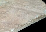 Rare Fossil Reptile Skin Impression - Green River Formation #12260-2